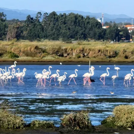 Romantic Flamingos - Beautiful View Over The Canal